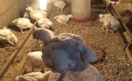 💥Strong & Healthy 3-Week-Old Chicks for Sale!