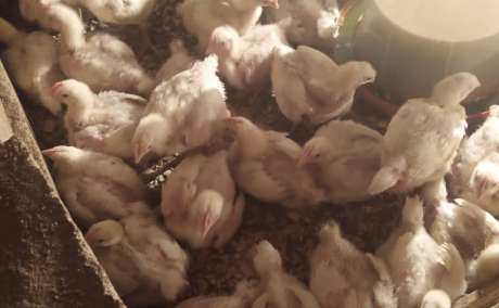 💪Strong, Active Chicks - 3 Weeks Old - For Sale in [Your City]!